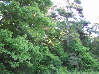 Wolf Mtn Ranch  160 Acres - image 34