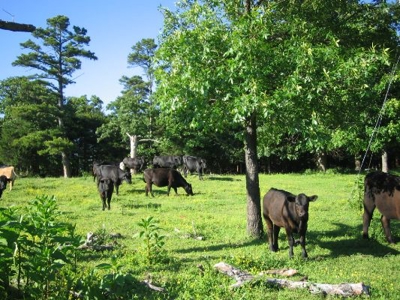 Wolf Mtn Ranch  160 Acres - image 35