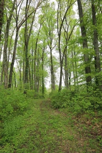 Bedford Indiana Home and Land  for Sale | Online Auction - image 22