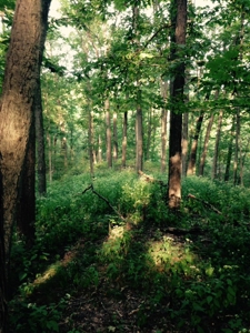 Clark County Illinois 78 Acre Hunting and Tillable Farm - image 4