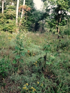 Clark County Illinois 78 Acre Hunting and Tillable Farm - image 3