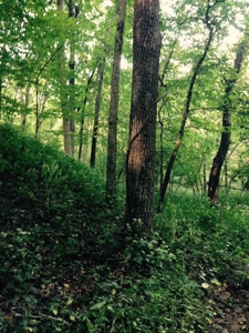 Clark County Illinois 78 Acre Hunting and Tillable Farm - image 5