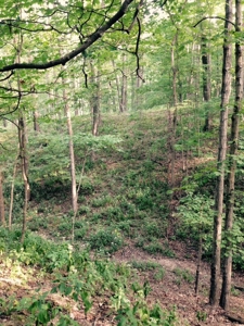 Clark County Illinois 78 Acre Hunting and Tillable Farm - image 6