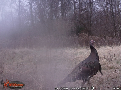 Clark County Illinois 78 Acre Hunting and Tillable Farm - image 10