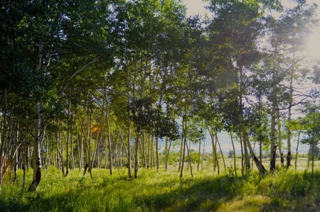 Crested Butte, Colorado Lakefront Acreage For Sale - image 15