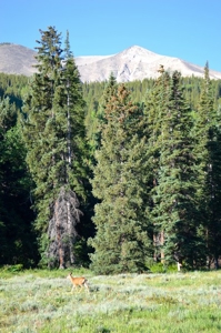 Crested Butte, Colorado Lakefront Acreage For Sale - image 27