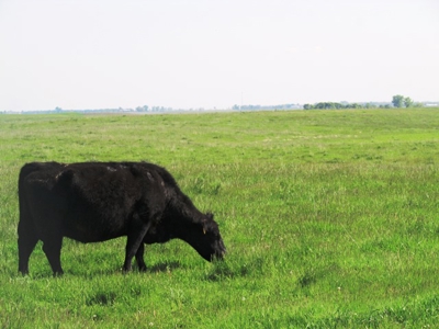 SOLD! $2515 per Acre. Land near Artesian, SD. - image 3