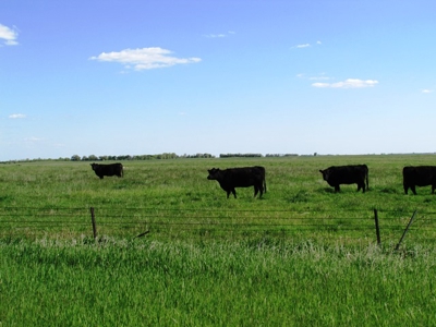 SOLD! $2515 per Acre. Land near Artesian, SD. - image 4