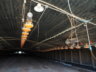 Poultry Broiler Farm Bassfield Ms Jefferson Davis - image 9