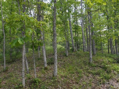 135 Acre Farm & Home Near Glenville, Wv - image 6