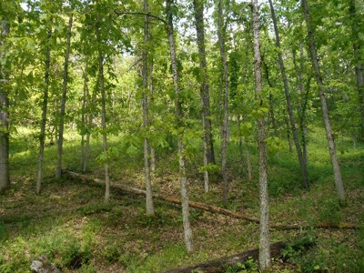 135 Acre Farm & Home Near Glenville, Wv - image 27