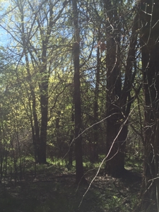 Land Auction - 312 Acres +/- Seneca & Crawford Counties - image 9