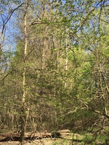 Land Auction - 312 Acres +/- Seneca & Crawford Counties - image 10