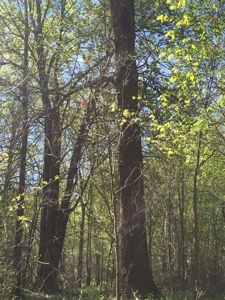 Land Auction - 312 Acres +/- Seneca & Crawford Counties - image 12