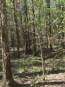 Land Auction - 312 Acres +/- Seneca & Crawford Counties - image 13