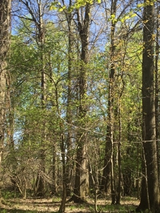 Land Auction - 312 Acres +/- Seneca & Crawford Counties - image 15