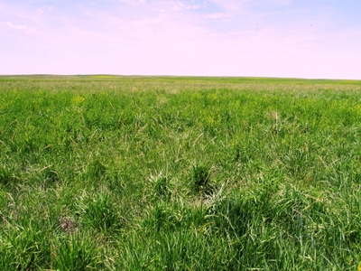 Grass Land for Sale in Eastern SD! - image 1