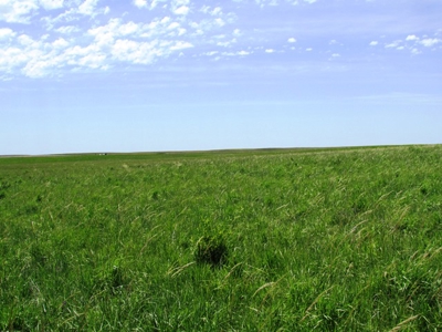 Grass Land for Sale in Eastern SD! - image 2
