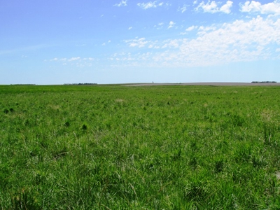 Grass Land for Sale in Eastern SD! - image 3