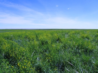 Grass Land for Sale in Eastern SD! - image 4