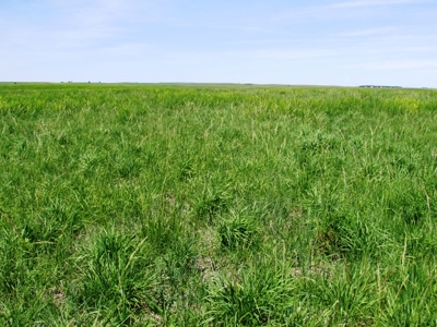 Grass Land for Sale in Eastern SD! - image 5