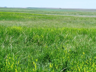 Grass Land for Sale in Eastern SD! - image 6