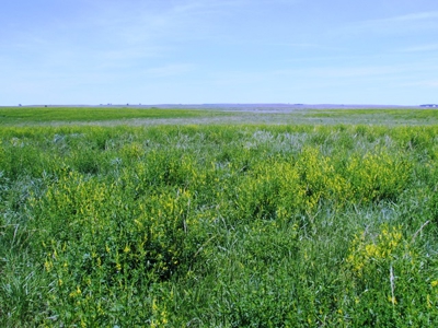 Grass Land for Sale in Eastern SD! - image 7