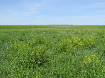 Grass Land for Sale in Eastern SD! - image 8