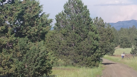 20+/-Acres Vacant Land  Warner  Mountain  Views For Sale - image 3