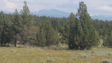 20+/-Acres Vacant Land  Warner  Mountain  Views For Sale - image 5