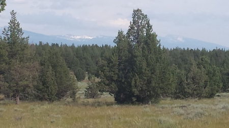 20+/-Acres Vacant Land  Warner  Mountain  Views For Sale - image 8