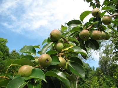 Off The Grid Tn Farm Solar Power, Barn, Cottage, Well, Pond - image 22