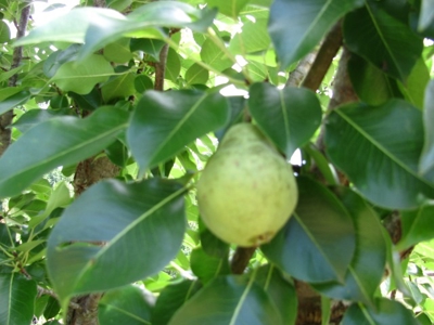 Off The Grid Tn Farm Solar Power, Barn, Cottage, Well, Pond - image 23