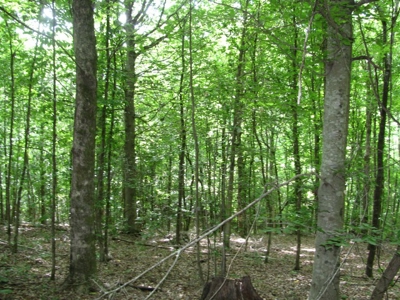 Off The Grid Tn Farm Solar Power, Barn, Cottage, Well, Pond - image 34