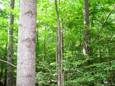 Off The Grid Tn Farm Solar Power, Barn, Cottage, Well, Pond - image 35