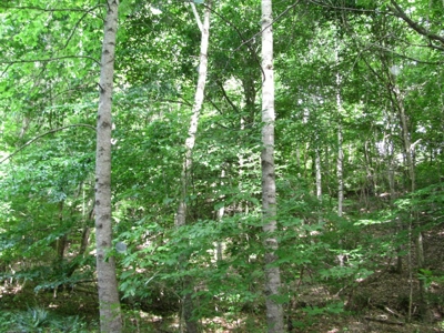 Off The Grid Tn Farm Solar Power, Barn, Cottage, Well, Pond - image 36