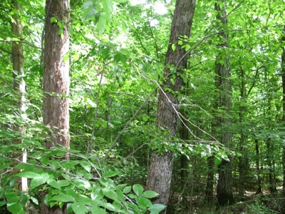 Off The Grid Tn Farm Solar Power, Barn, Cottage, Well, Pond - image 37