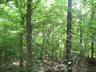 Off The Grid Tn Farm Solar Power, Barn, Cottage, Well, Pond - image 39