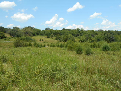 Farm House on 68 Acres for Sale in Southern Missouri - image 15