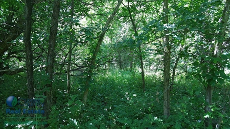 Mark Twain Lake Getaway - image 12