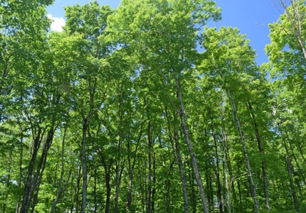 Maine Log Home for Sale in Fort Kent - image 27
