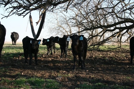 790 +/- Acres Premier Kansas Grassland Ranch For Sale - image 22
