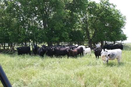 790 +/- Acres Premier Kansas Grassland Ranch For Sale - image 20