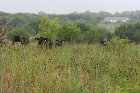 790 +/- Acres Premier Kansas Grassland Ranch For Sale - image 15