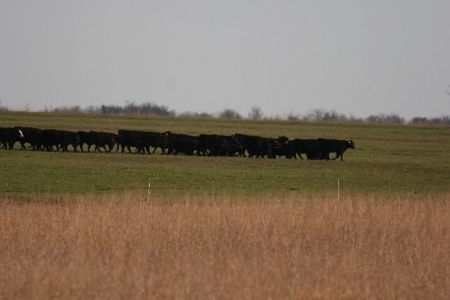 790 +/- Acres Premier Kansas Grassland Ranch For Sale - image 23