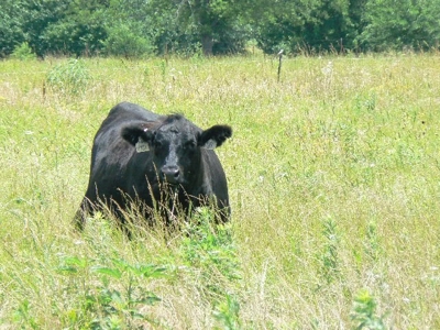 790 +/- Acres Premier Kansas Grassland Ranch For Sale - image 10