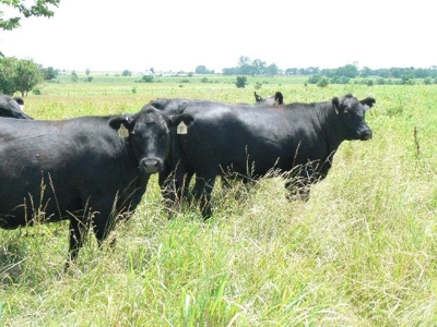 790 +/- Acres Premier Kansas Grassland Ranch For Sale - image 19