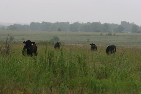 790 +/- Acres Premier Kansas Grassland Ranch For Sale - image 14