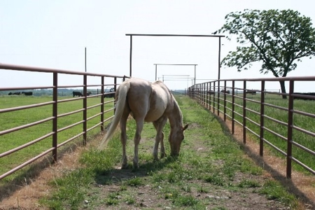 790 +/- Acres Premier Kansas Grassland Ranch For Sale - image 13
