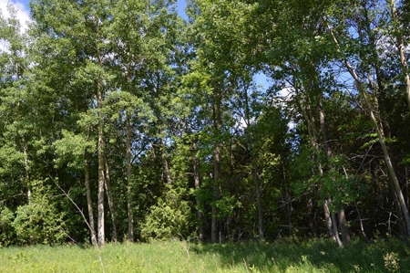 Online Only Door County Wisconsin Land Auction - image 11